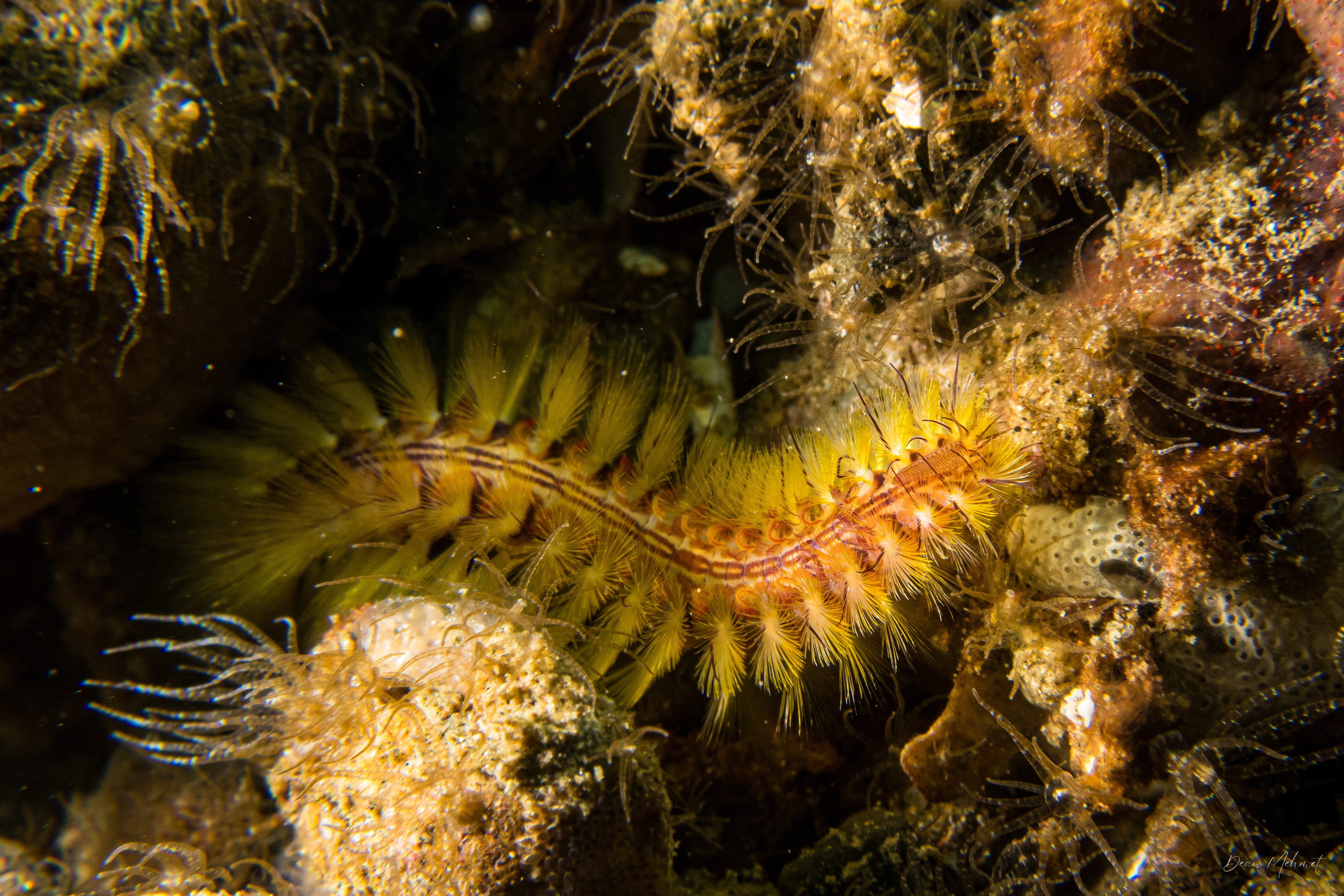 Darklined Fire Worm