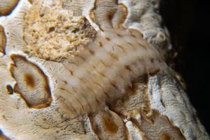 Animals representative species