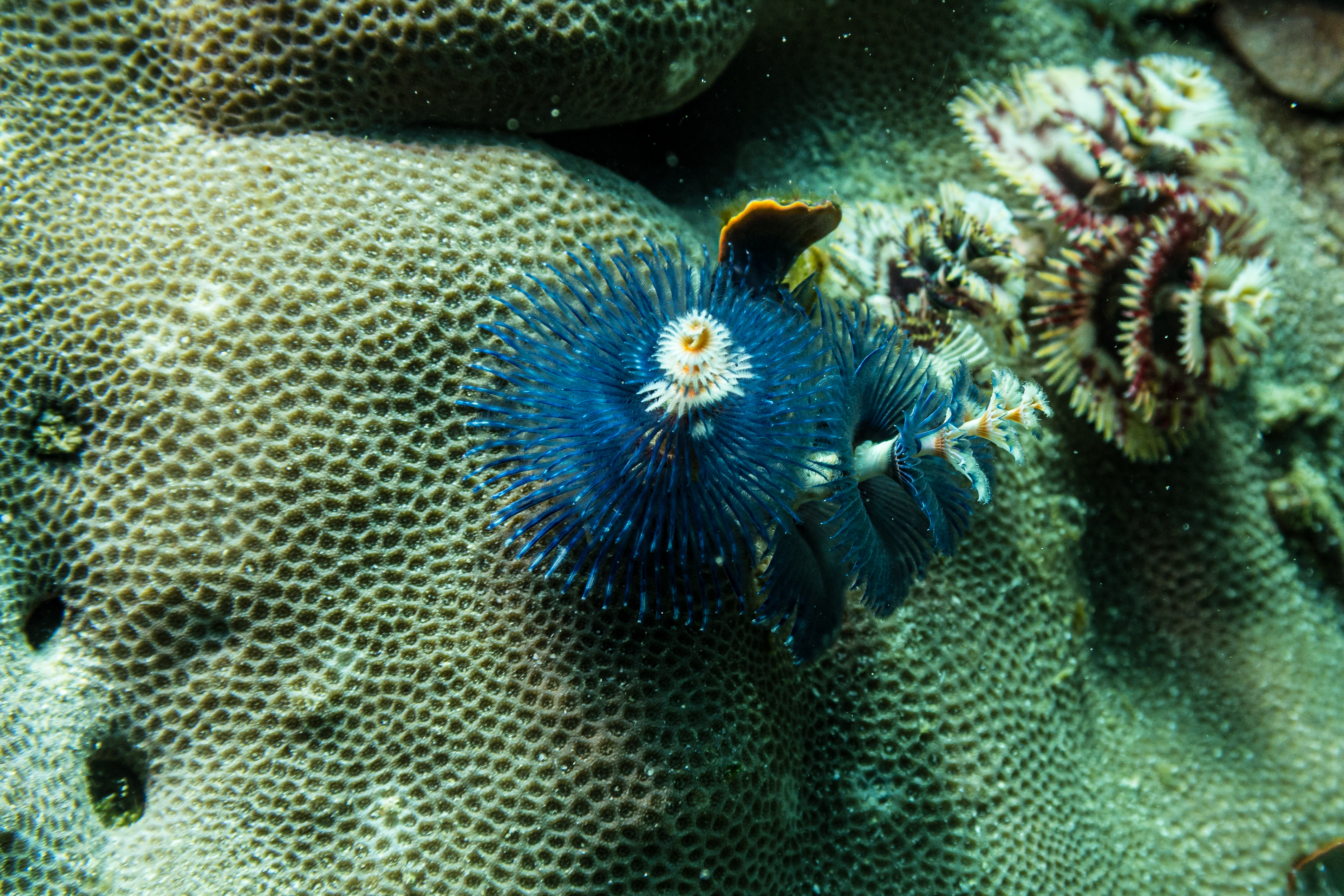 Indo-Pacific Christmas Tree Worm