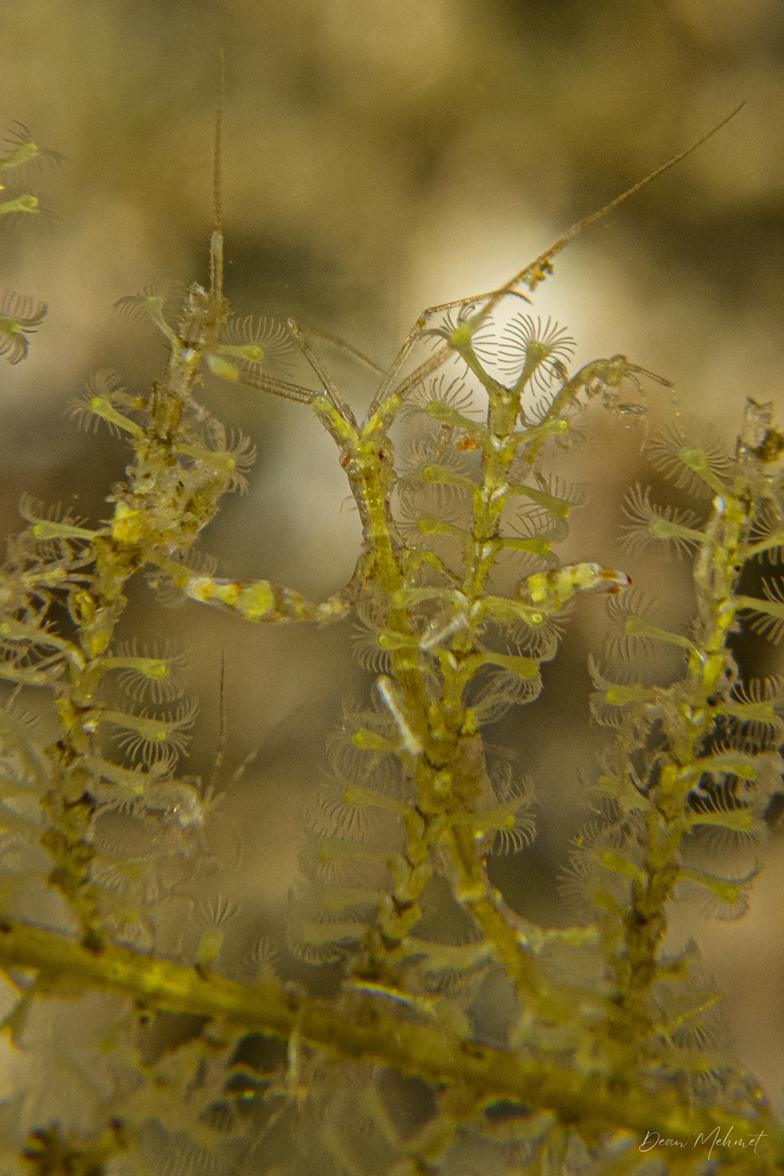 Caprella sp.