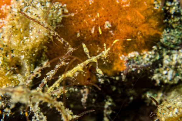 Caprella sp.