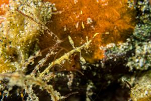 Arthropods representative species