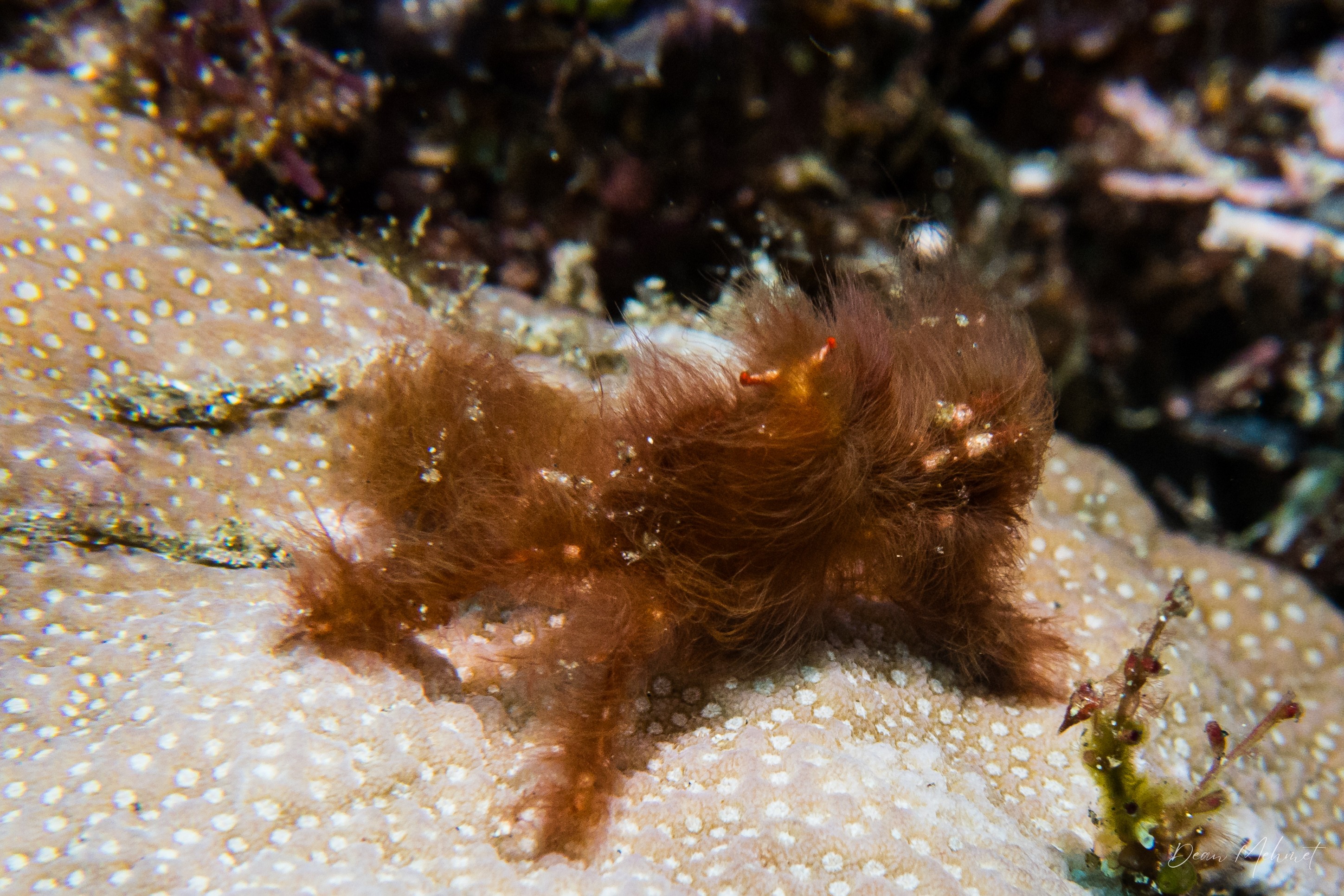 Orangutan Crab