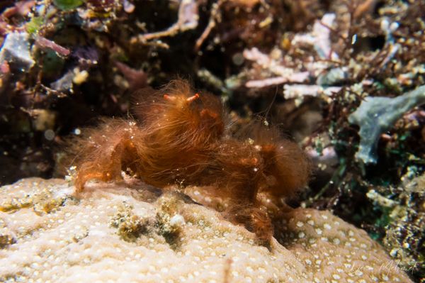 Orangutan Crab