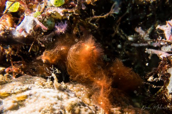 Orangutan Crab