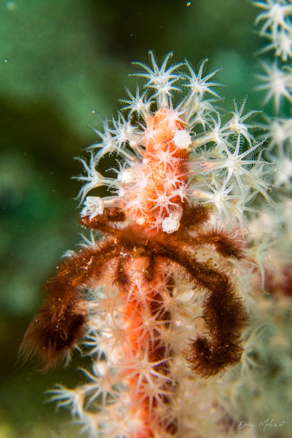Orangutan Crab