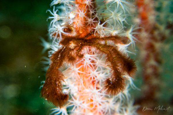 Orangutan Crab
