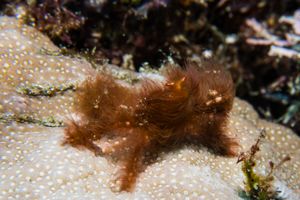 Orangutan Crab