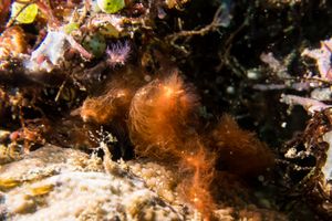Orangutan Crab