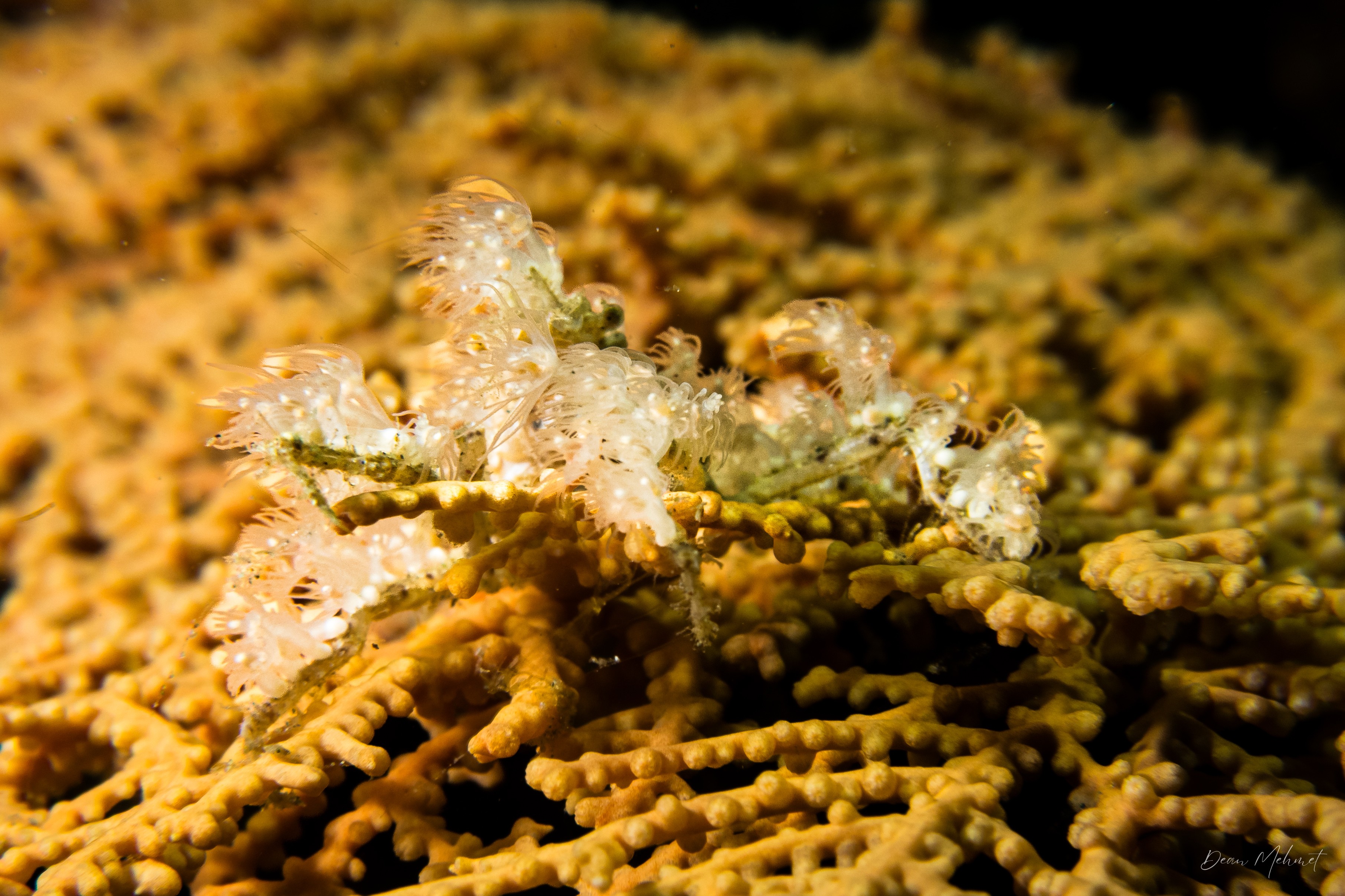 Soft Coral Spider Crab