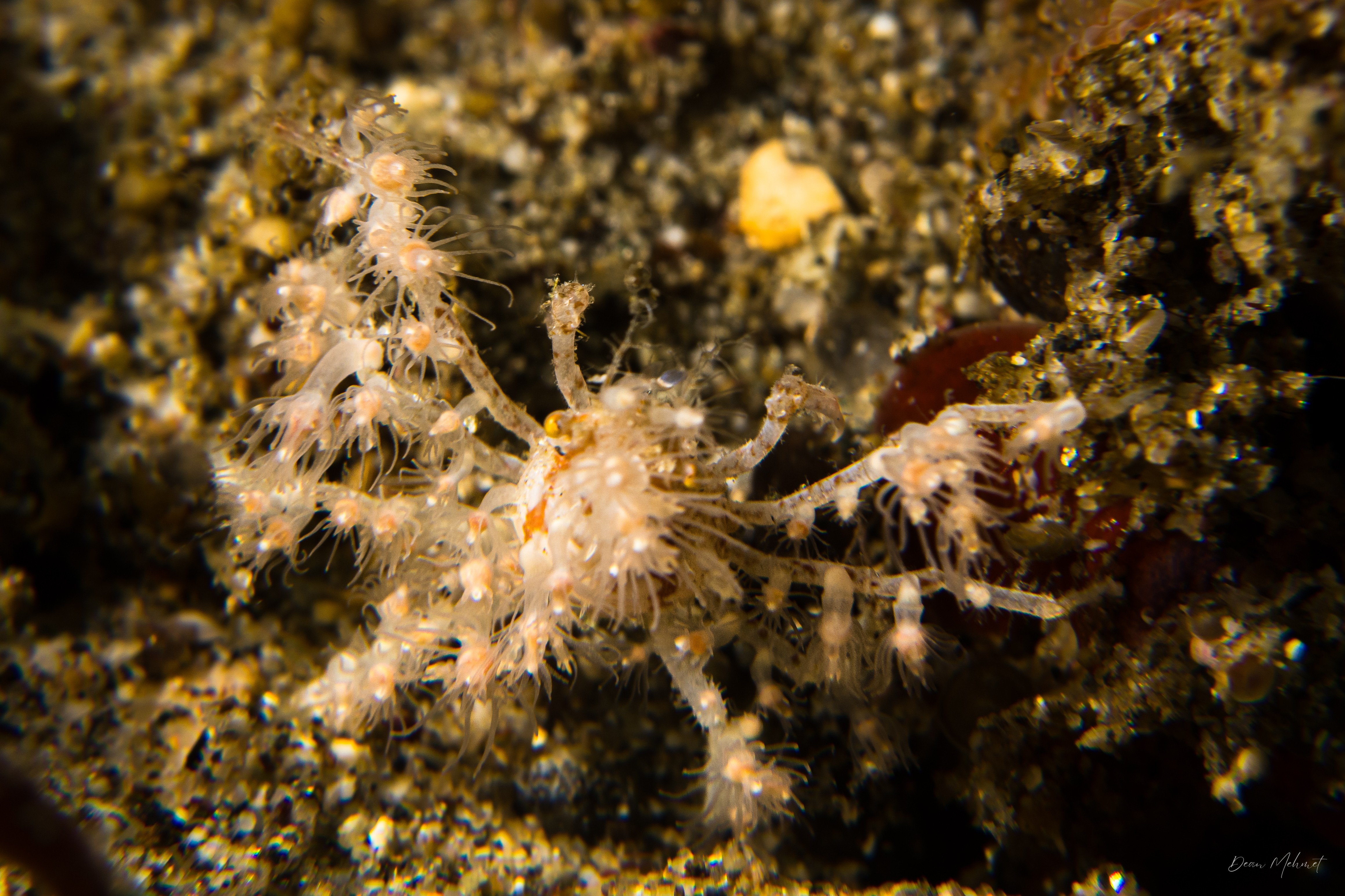 Soft Coral Spider Crab