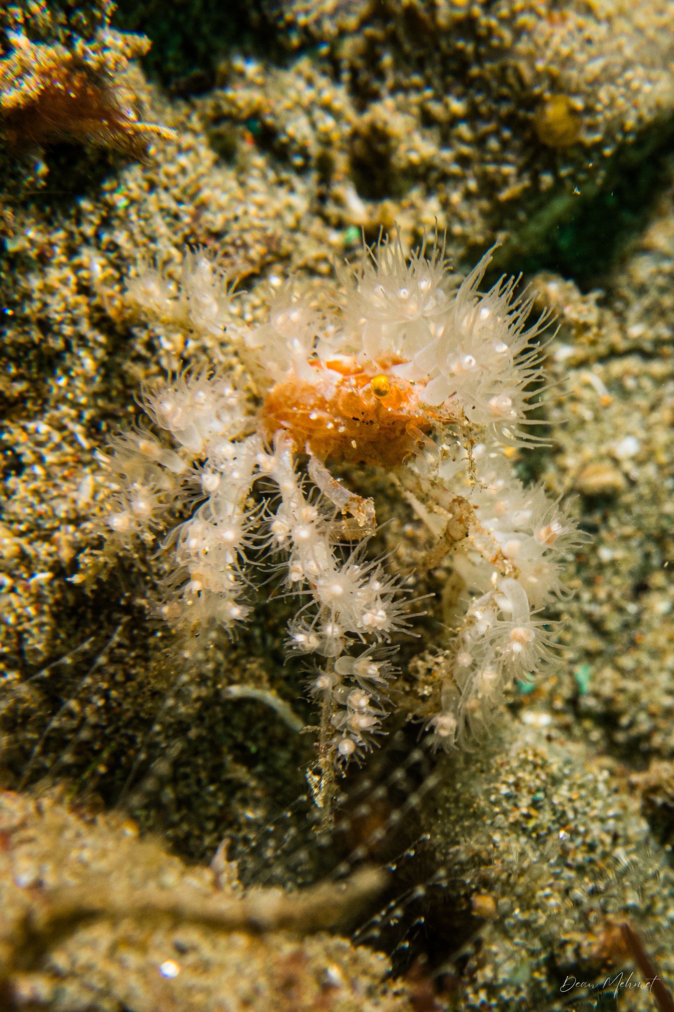 Soft Coral Spider Crab