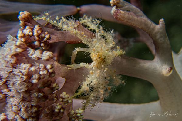 Soft Coral Spider Crab - Photo 2