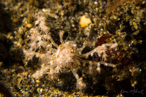 Soft Coral Spider Crab