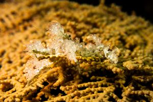 Arthropods representative species