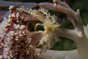 Soft Coral Spider Crab