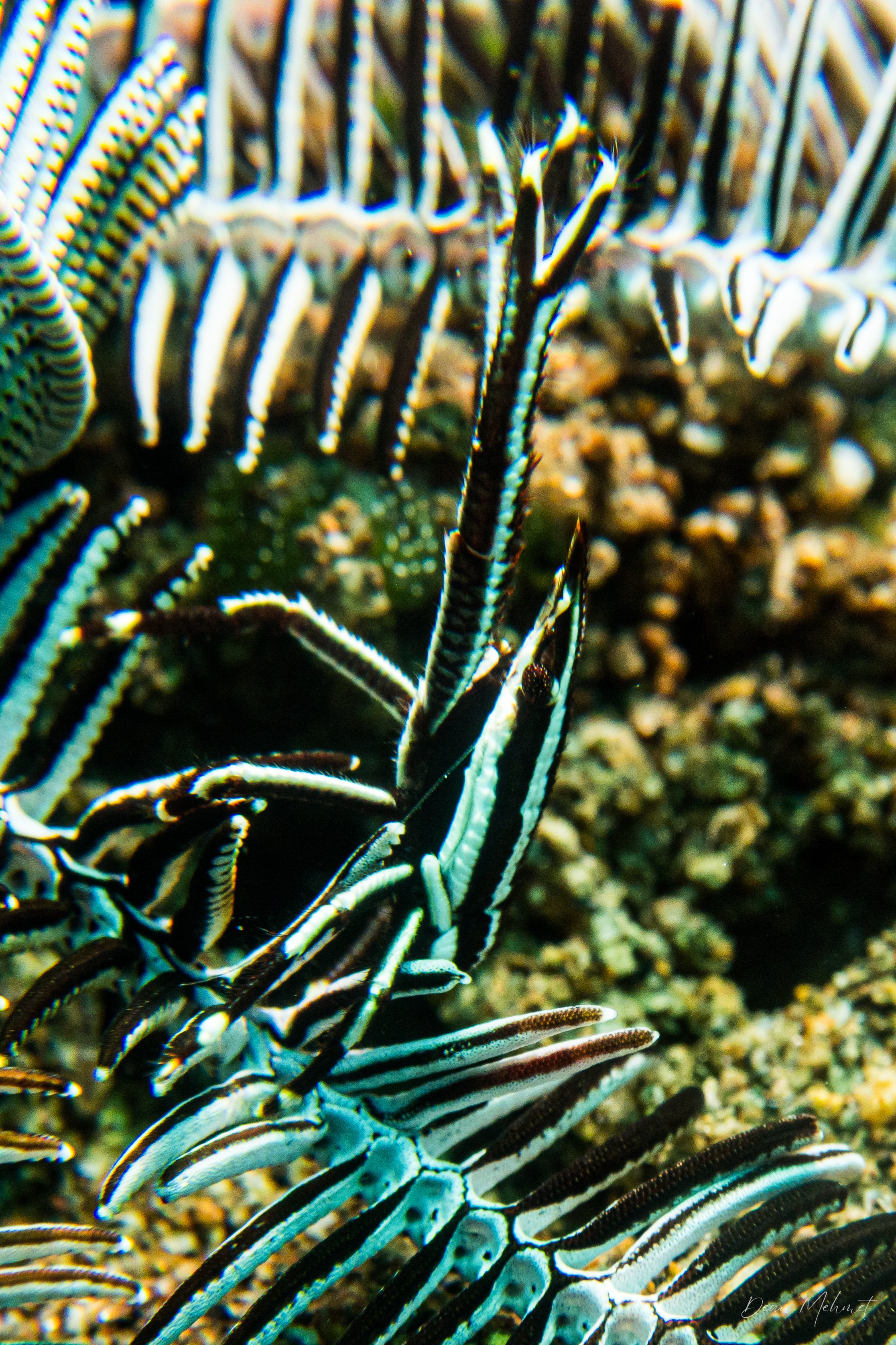 Elegant Squat Lobster