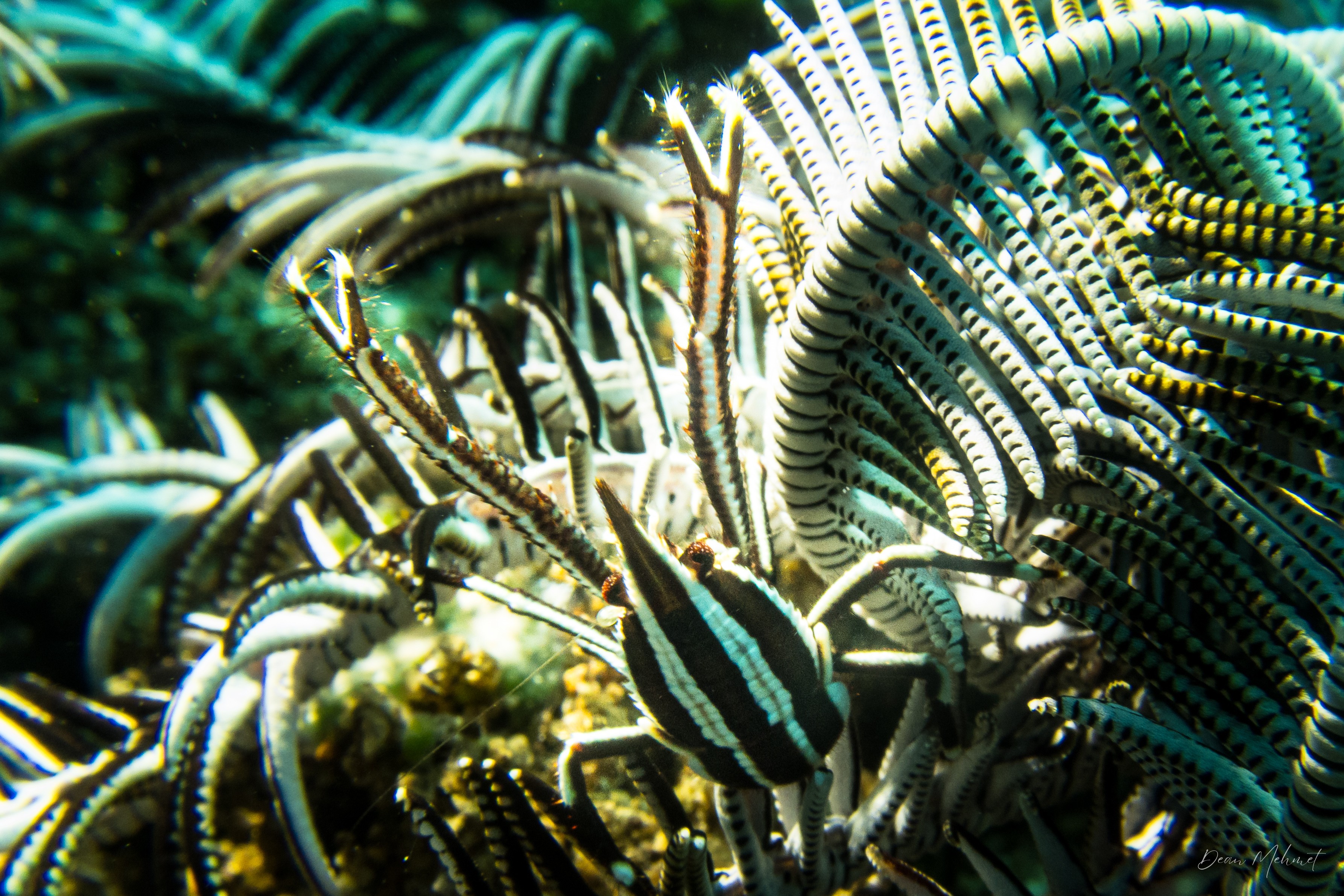 Elegant Squat Lobster