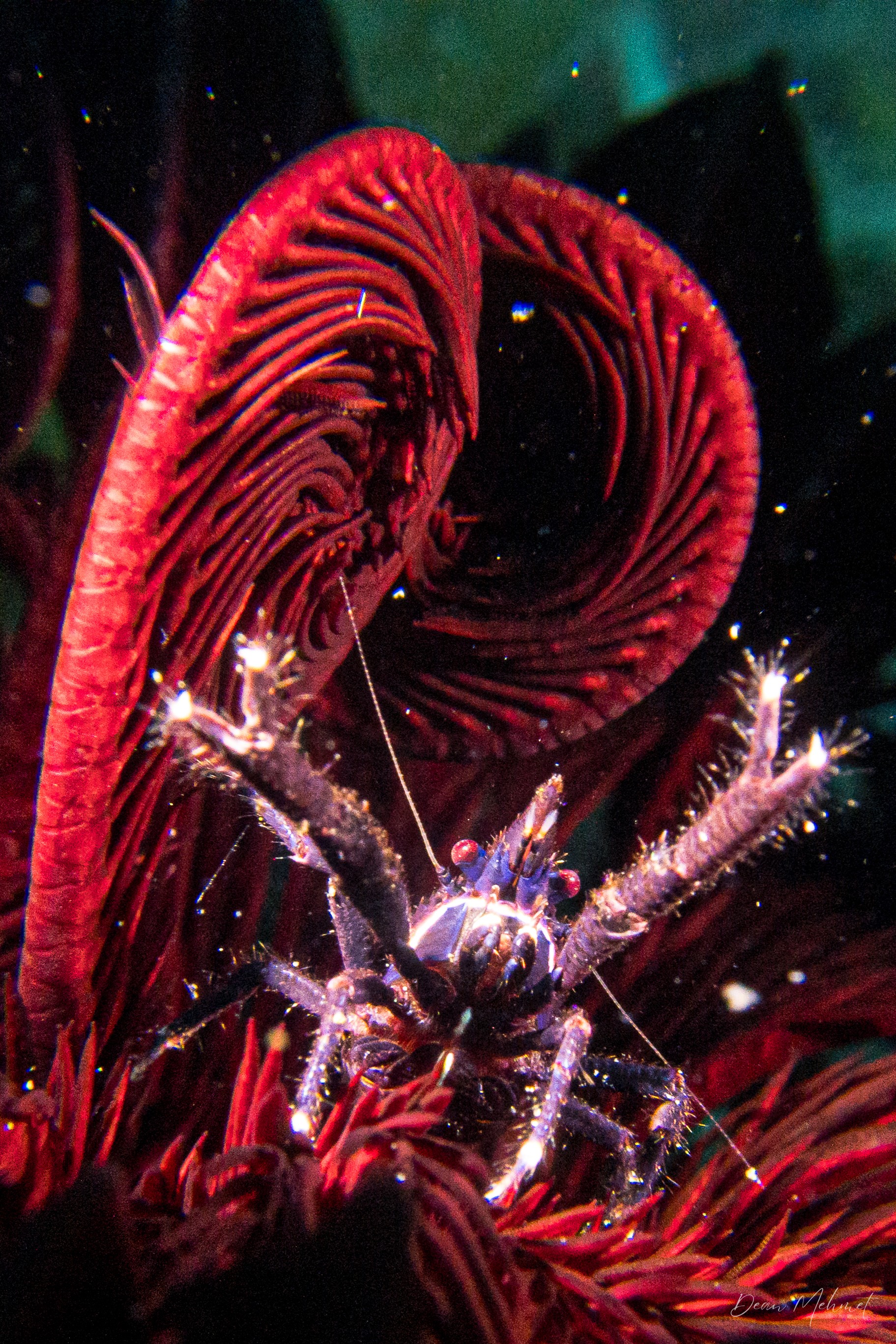 Elegant Squat Lobster