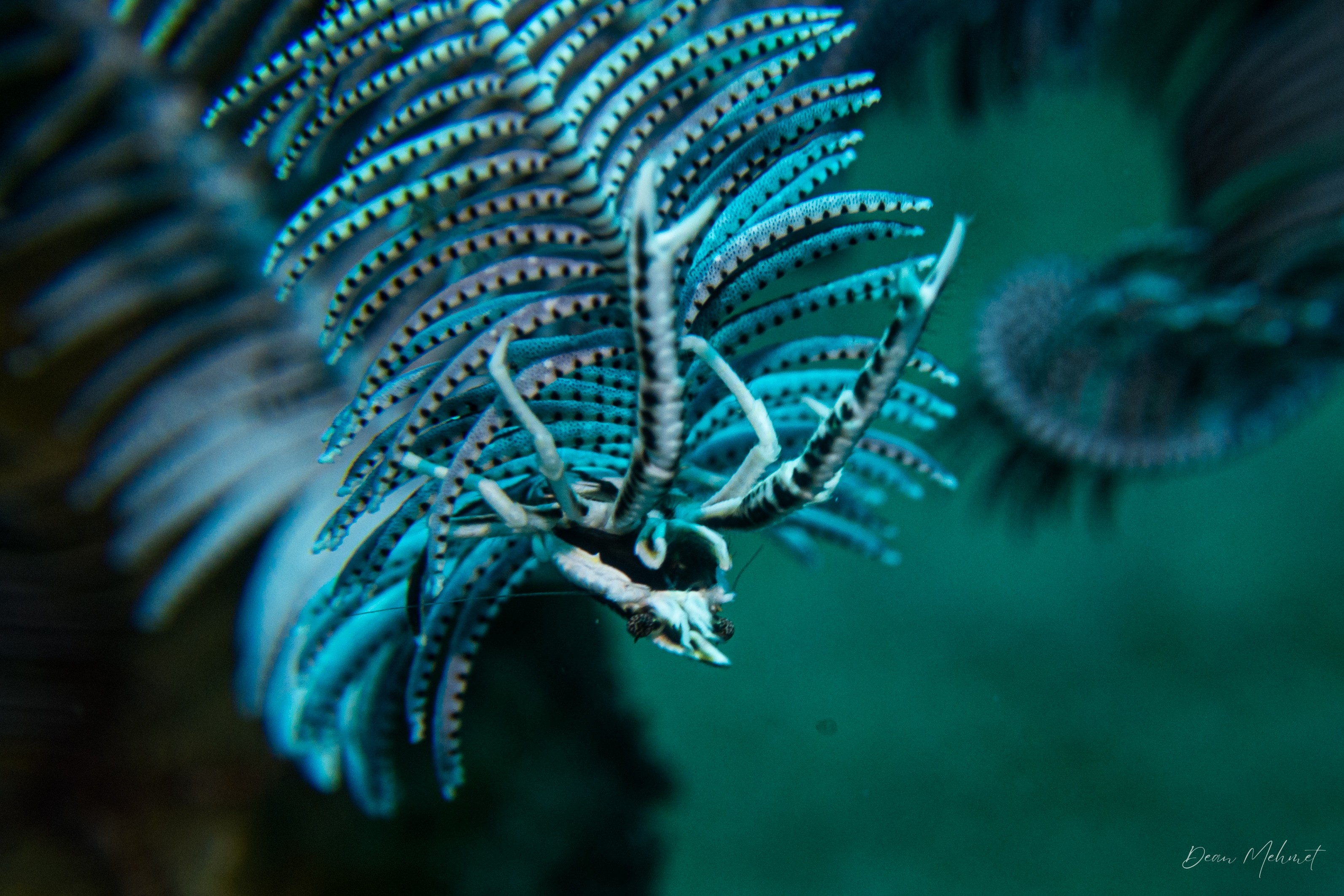 Elegant Squat Lobster