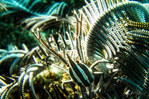 Elegant Squat Lobster - Photo 2