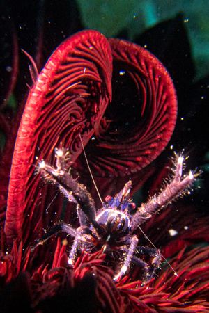 Elegant Squat Lobster