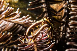 Elegant Squat Lobster