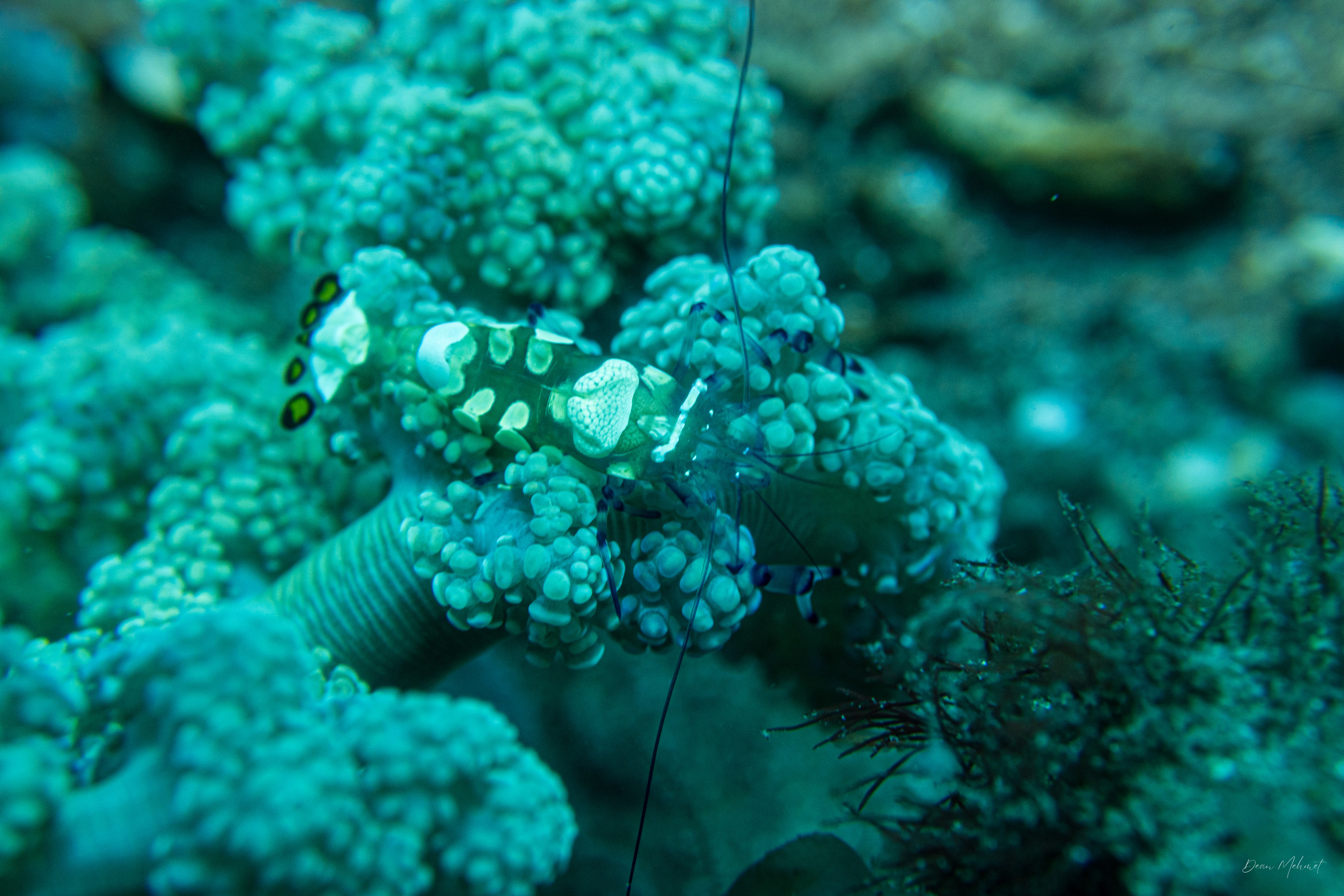 Peacock-tail Anemone Shrimp