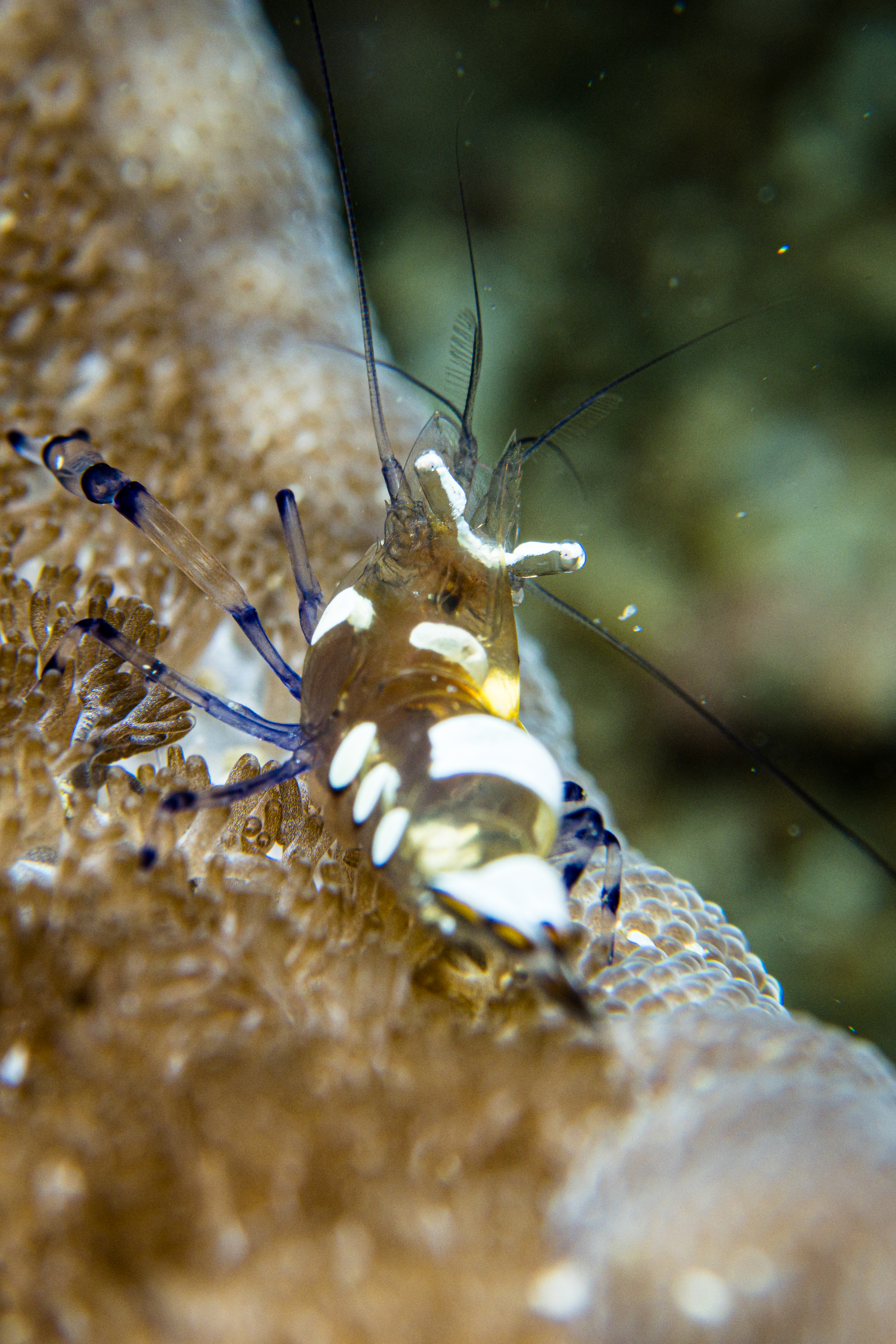 Peacock-tail Anemone Shrimp