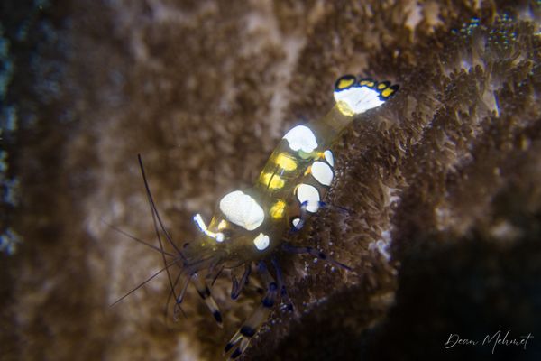 Peacock-tail Anemone Shrimp