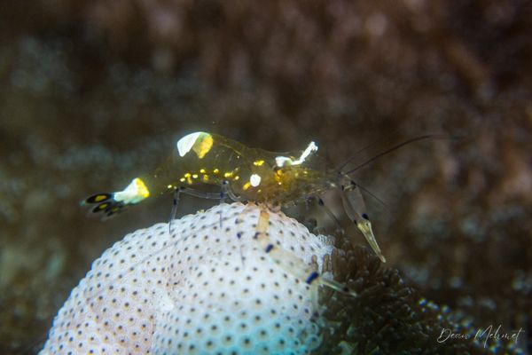 Peacock-tail Anemone Shrimp