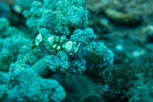 Peacock-tail Anemone Shrimp representative species