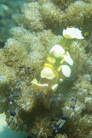 Peacock-tail Anemone Shrimp