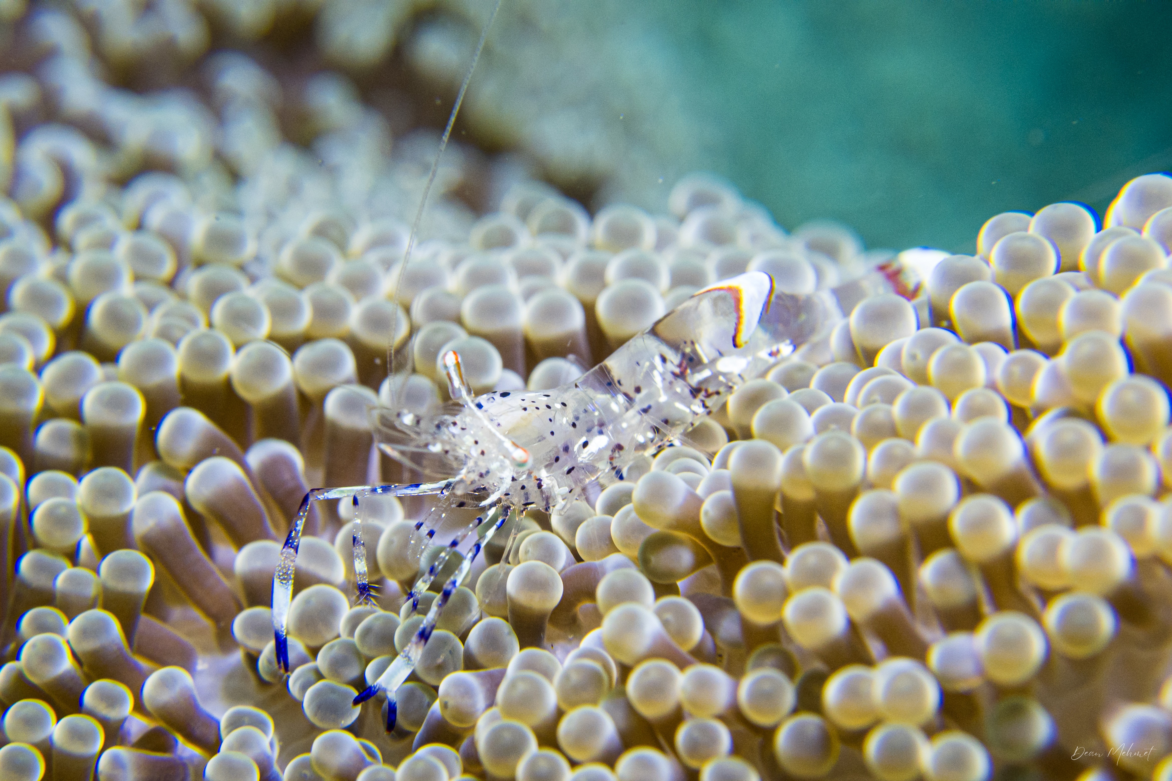 Holthuis' Anemone Shrimp