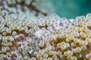 Anemone Shrimps representative species