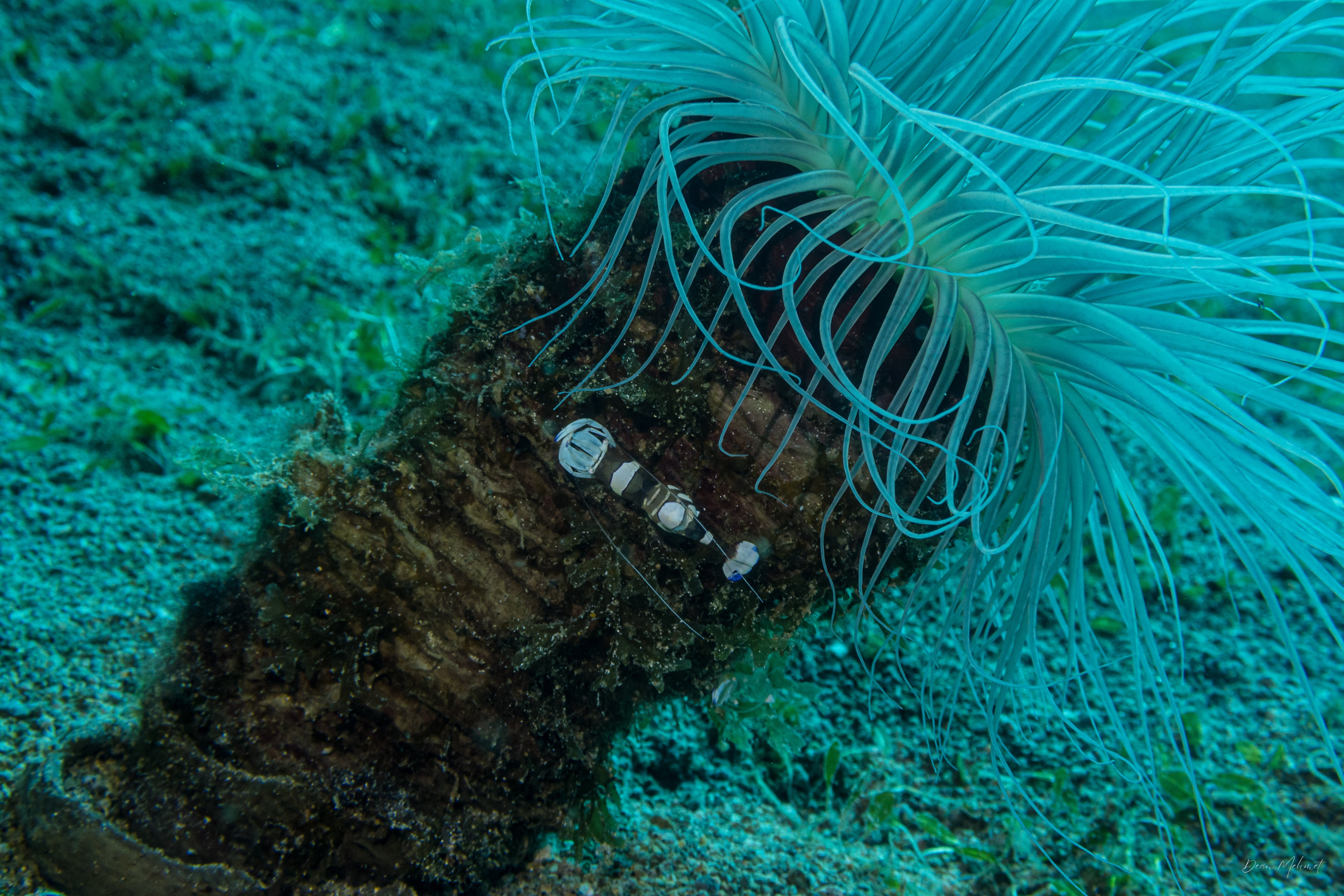 Magnificent Anemone Shrimp