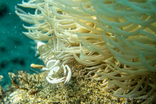 Magnificent Anemone Shrimp - Photo 2