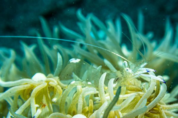 Magnificent Anemone Shrimp - Photo 3