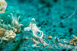 Magnificent Anemone Shrimp