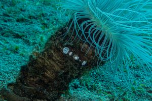 Magnificent Anemone Shrimp