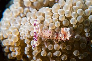 Ancylomenes speciosus