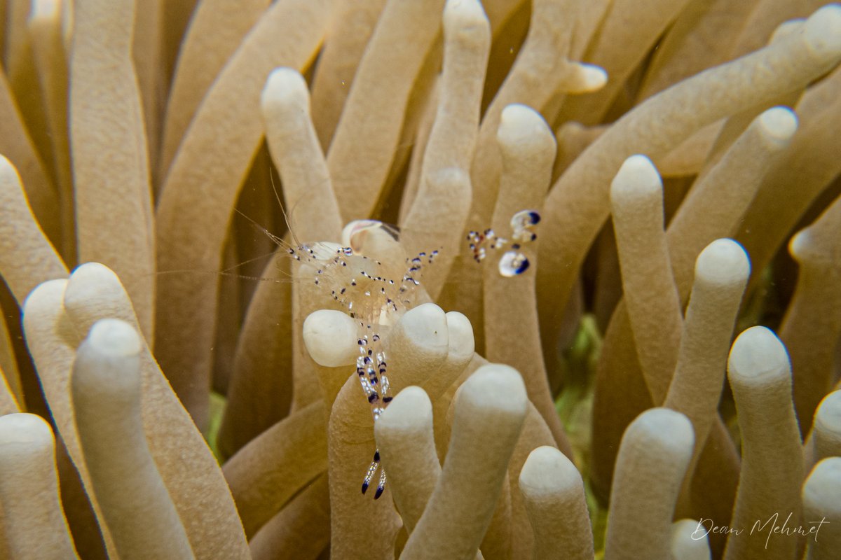Graceful anemone shrimp