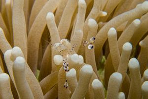 Graceful anemone shrimp