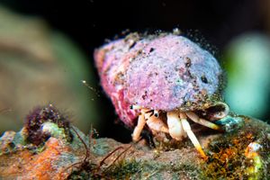Small White Hermit Crab