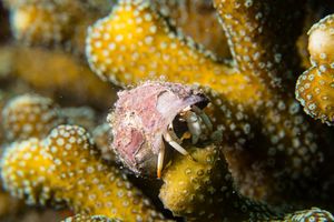 Small White Hermit Crab