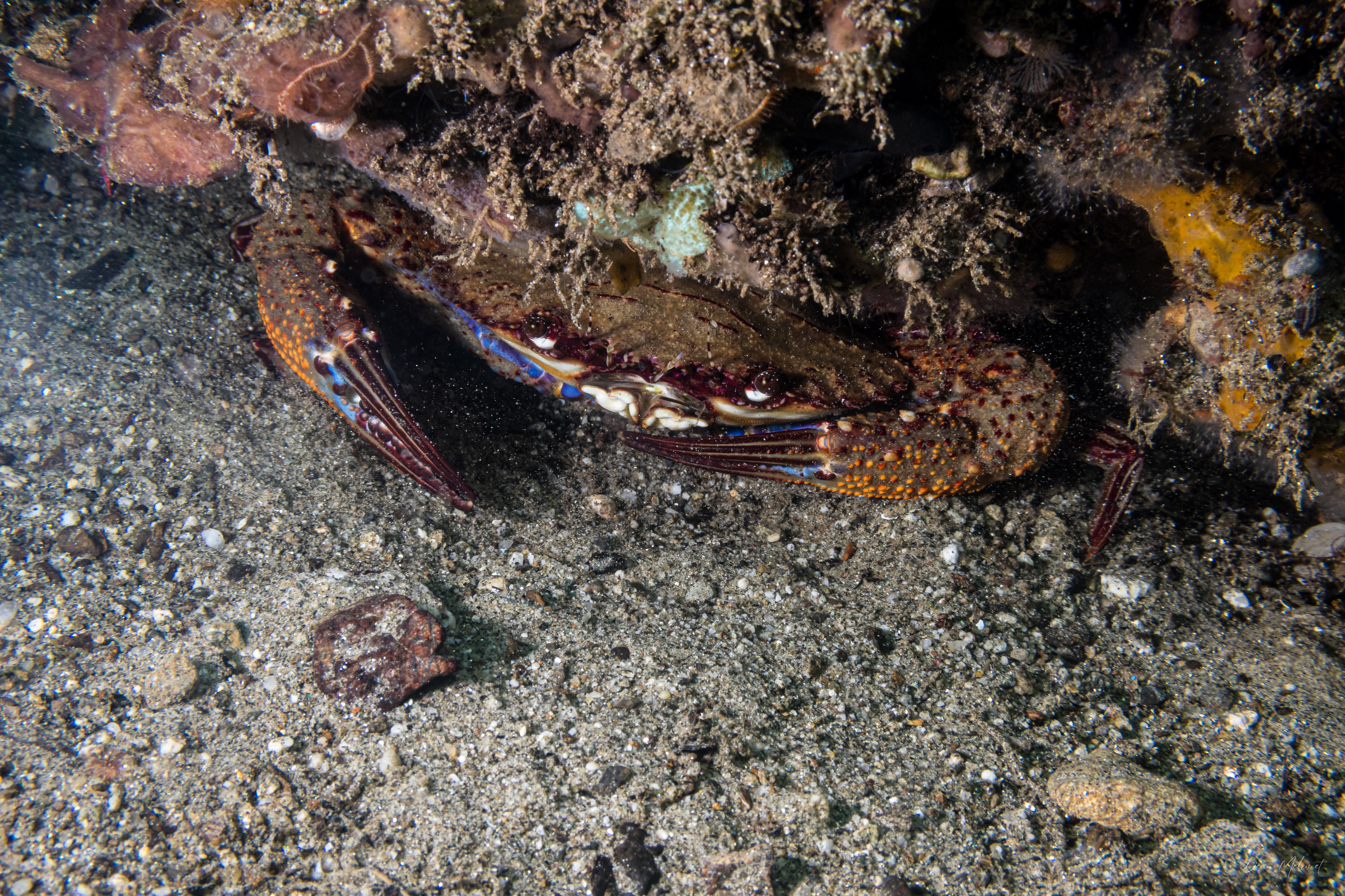 Ridged Swimming Crab