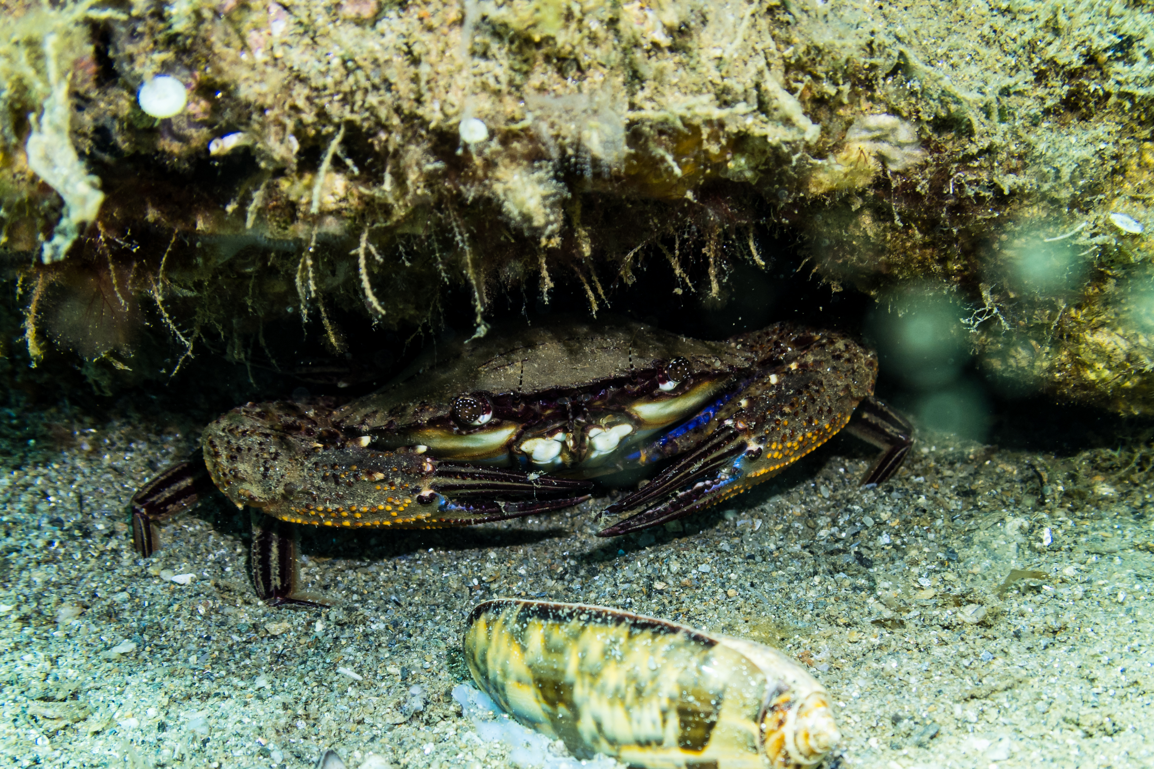 Ridged Swimming Crab