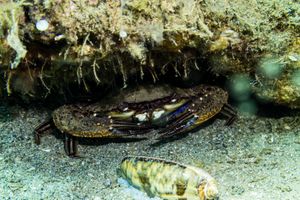 Ridged Swimming Crab
