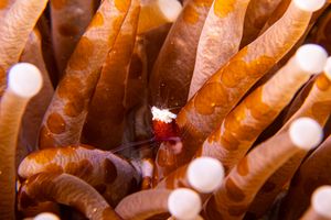 Mushroom Coral Shrimp