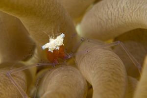 Mushroom Coral Shrimp from Moalboal, Philippines